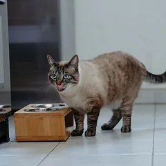 Virbac Veterinary HPM Cat Dermato D1, sausas maistas katėms — 5 nuotrauka
