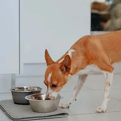Virbac Veterinary HPM Dog Allergy A2, sausas maistas šunims — 5 nuotrauka