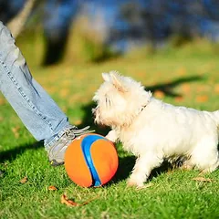 Chuckit! Kick Fetch, Groß 26-45 kg — 2 nuotrauka