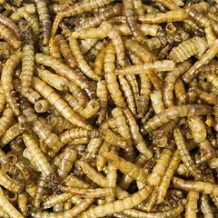 JR Farm miltvabalių lervos su padidintu baltymų kiekiu, pašaras paukščiams, 400 g — 2 nuotrauka
