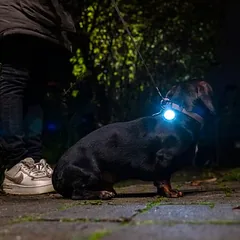 Nomad Tales Bloom USB šviečiantis pakabukas High Light, mėlyna — 2 nuotrauka