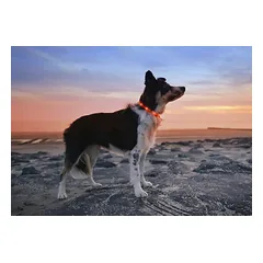 TRIXIE LED ĮKRAUNAMAS ŠVIEČIANTIS antkaklis USB, silikonas, XS-XL 70cm/10mm, oranžinis, 1 vnt. — 2 nuotrauka