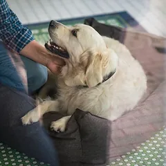 Hunter sofa šunims Boston, Vidutiniams 11–25 kg — 3 nuotrauka