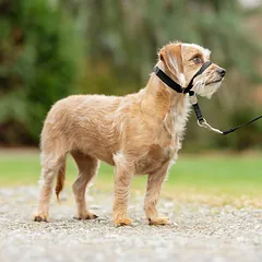 PetSafe Easy Walk Headcollar - antsnukis šunims, pakinktai ir pavadėlis, Black / M — 2 nuotrauka