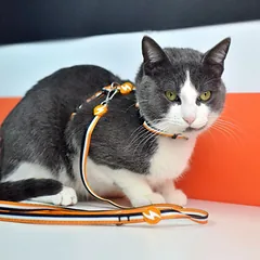 Dashi Stripes oranžinis ir juodas katės pakinktų ir pavadėlio komplektas - pakinktai ir pavadėlis katėms, komplektas, oranžinės ir juodos juostelės — 2 nuotrauka