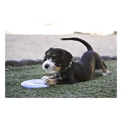 KONG Puppy Flyer minkštas skraidantis diskas šuniukams, 17.8 cm — 5 nuotrauka
