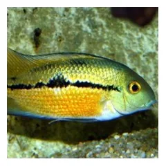 JBL ProNovo Cichlid Grano M pašaras žuvims 250 ml (click) — 2 nuotrauka