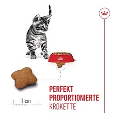Royal Canin Kitten Sterilised sausas maistas kačiukams, 3 - 4,9 kg — 5 nuotrauka