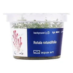 Akvariumo augalas Rotala rotundifolia — 3 nuotrauka