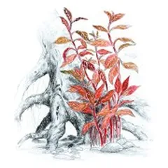 Akvariumo augalas Alternanthera reineckii Rosanervig — 2 nuotrauka