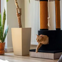 Ecomfy Mega Jack draskyklė katėms — 2 nuotrauka