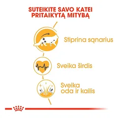 ROYAL CANIN Maine Coon 31 sausas pašaras katėms, FBN 4kg — 2 nuotrauka