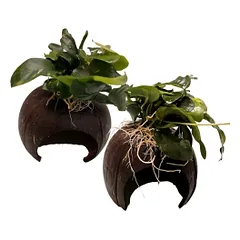 Akvariumo augalas Anubias ant kokoso