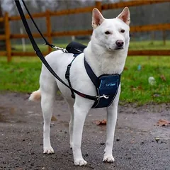CarSafe smūgio testais išbandytos automobilio petnešos šunims, Mažiems 5–10 kg — 3 nuotrauka