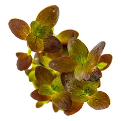 Bacopa salzmannii ‘Purple’ — 2 nuotrauka