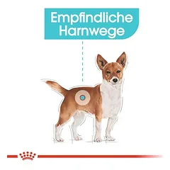 Royal Canin Mini Urinary Care sausas maistas šunims — 3 nuotrauka
