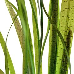 Vallisneria spiralis ‘Tiger’ — 2 nuotrauka