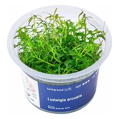 Akvariumo augalas Ludwigia arcuata