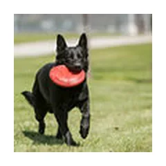 KONG Flyer Small - dog toy — 4 nuotrauka