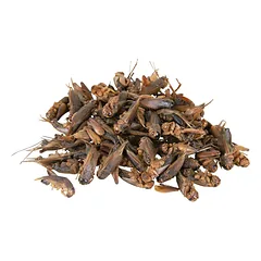 Trixie Crickets, dried papildomas maistas ropliams ir mažiems žinduoliams, 250 ml/25 g — 2 nuotrauka