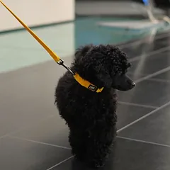 Rukka antkaklis Tiny, geltonas, Mažiems 5–10 kg — 4 nuotrauka