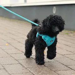 Rukka petnešos Tiny, mėlynos, Labai mažiems < 4 kg — 3 nuotrauka