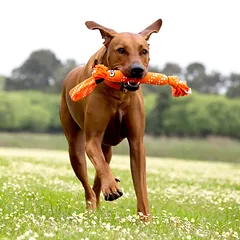 ROGZ Scrubz Small Red 31.5cm — 2 nuotrauka