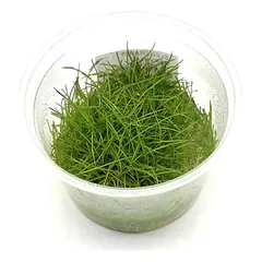 Eleocharis Parvula inv
