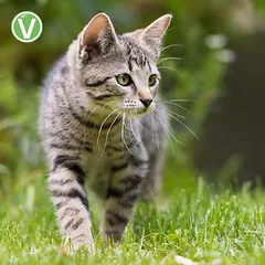 Vetlando Kokolaurin Zecken- & Floh-Halsband Katze, Mažiems < 3 kg — 4 nuotrauka