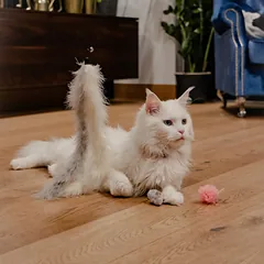 Dingo meškerė katėms GLAMOUR — 3 nuotrauka
