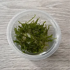 Akvariuminis augalas Flame moss
