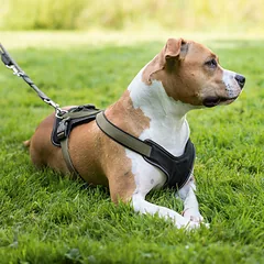 HUNTER NEOPRENE petnešos iš neopreno šunims, M– L, rusvai žalsvos — 4 nuotrauka