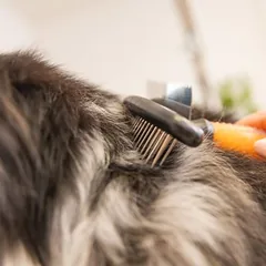 Wahl® pavilnės grėblys, oranžinė, apie L 22 x B 13,5 x H 5 cm — 2 nuotrauka