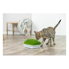 Trixie Bio Cat žolė kačiukams (dubenėlis) 100 g — 4 nuotrauka