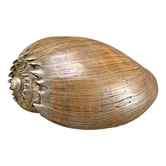 Nobby Aquariendekoration Muschel braun