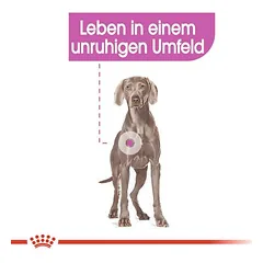 Royal Canin Relax Care Maxi sausas maistas šunims — 3 nuotrauka