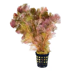 Cabomba Furcata