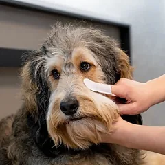 kooa Sensitive pirštų servetėlės akims ir ausims, 50 vnt. — 4 nuotrauka