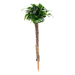 Anubias barteri Bonsai Palm
