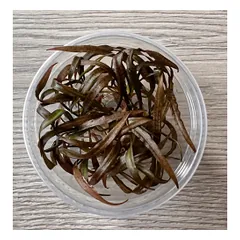 Akvariuminis augalas Cryptocoryne pink panther