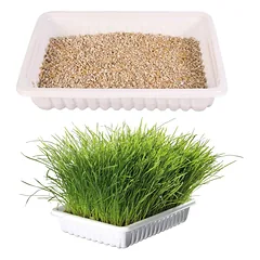 Trixie Soft Grass natūrali žolė katėms ir kačiukams su indeliu auginimui, 100 g — 2 nuotrauka