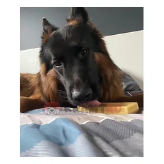 Jako sūrio skanėstas šunims, YAK SNACK, L dydis (138-155 g.) — 4 nuotrauka
