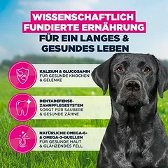 Eukanuba Premium Nutrition Mature Large & Giant Breed su vištiena, sausas maistas šunims — 4 nuotrauka