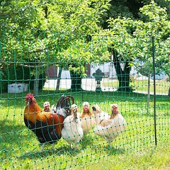 Kerbl paukščių tinklas dvigubu smaigaliu be elektros, L 25 m x B 106 cm — 5 nuotrauka