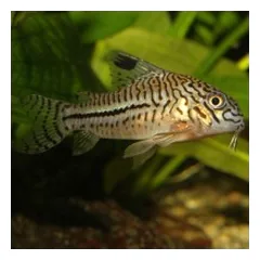 ProNovo Corydoras Tab M pašaras žuvims 100 ml — 5 nuotrauka