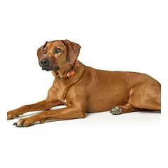 HUNTER antkaklis Wolmar BioThane® x oda, chaki/oranžinis, Vidutiniams 11–25 kg — 2 nuotrauka