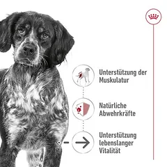 Royal Canin Medium Ageing padaže, drėgnas maistas šunims — 4 nuotrauka