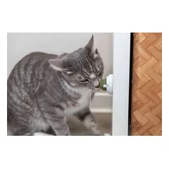 TRIXIE Catnip Ball priklijuojamas katžolės kamuoliukas su laikikliu, 5 cm — 5 nuotrauka