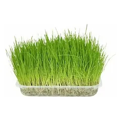 Flamingo Cat Grass Seed — 1 nuotrauka