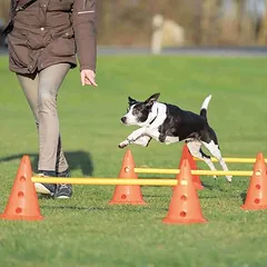 Trixie Dog Activity kliūtys, 3 vnt., Ø 23 x 30 cm, 78 cm — 3 nuotrauka
